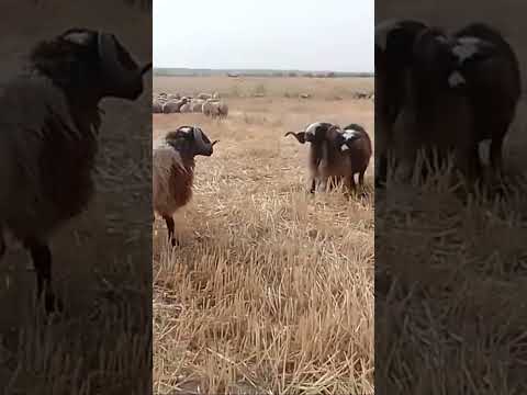 اشتركو بقناتي مربي الاغنام غنم جبل مشاءالله تبارك الرحمن Animal عركة كباش اشتركو بقناتي مربي الاغنام غنم جبل مشاءالله تبارك الرحمن Animal عركة كباش