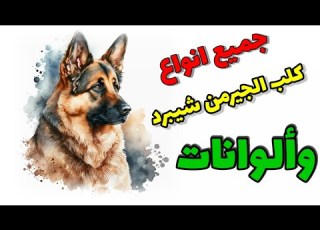 جميع انواع كلاب الجيرمن شيبرد اللي تعرفها واللي ما تعرفهاش