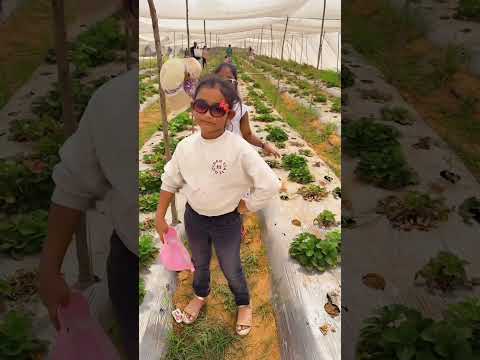 Godarigatteeda Kids Day Out Strawberryfarm Bengaluru Ytshortsindia