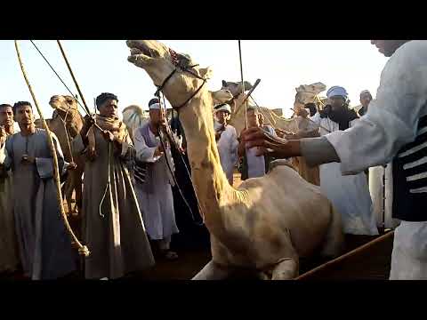 سوق الجمال اكبر سوق للجمال في مصر اتفرجوا وصل علي النبي من قلبك سوق برقاش الدولي اكبر سوق للجمال سوق الجمال اكبر سوق للجمال في مصر اتفرجوا وصل علي النبي من قلبك سوق برقاش الدولي اكبر سوق للجمال