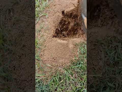 Dig Up The Nest Of Invading Fire Ants With A Titanium Shovel They Are Venomous Ants And Super Scary