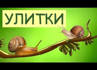 Snails Snail Animal Facts The Wonderful World Of Invertebrates
