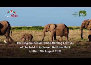  Tembo Naming Festival Launch