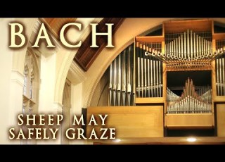 BACH SHEEP MAY SAFELY GRAZE ORGAN SOLO JONATHAN SCOTT