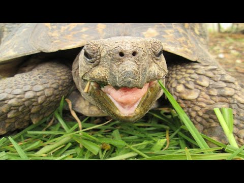 Tortoise And Turtle Sounds Noises