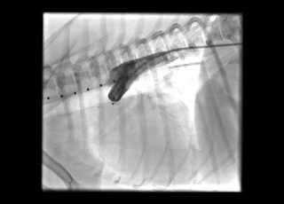Patent Ductus Arteriosus PDA In A Dog Post Repair