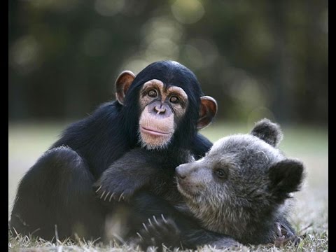 Le Sentiment D Amour Et De Tendresse Chez Les Animaux Documentaire ANIMALIER