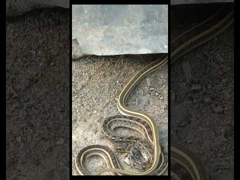 Sapa Khela Short Video Viral