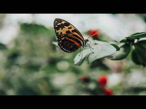 عندما يجتمع جمال المنظر وجمال الصوت وطلاوة التلاوة يوسف العيدروس