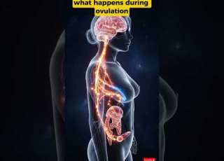  Ovulation Explained In 3D Female Reproductive Cycle