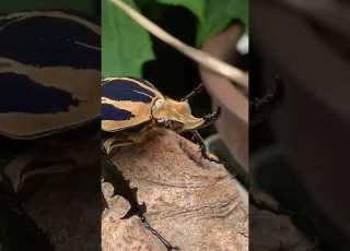 カブトムシ カナブン ウガンデンシスオオツノカナブン Beetle Mecynorhina Torquate Ugandensis