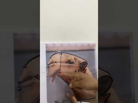 يتبع وصف مميزات جمال الابل المغاتير