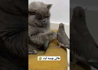  هاتى ه ابت
