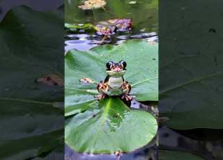 Frog Eats Fly Animals Ai