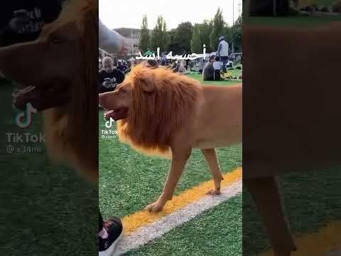 كلب متنكر الي زي اسد