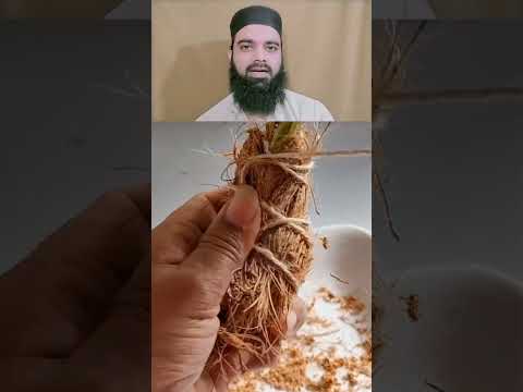 ಬ ರ ಗ ಮಣ ಣ ಹ ಕ ವ ಬದಲ Shortsfeed ಬ ರ ಮಣ ಣ ಗ ಡ