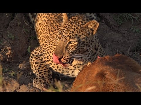 Zambia South Luangwa 2