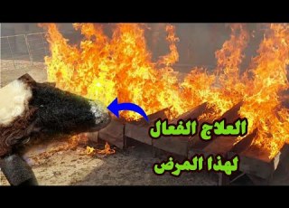  أفضل علاج للقراع أو الكجل القوباء عند الاغنام والماعز والأبقار
