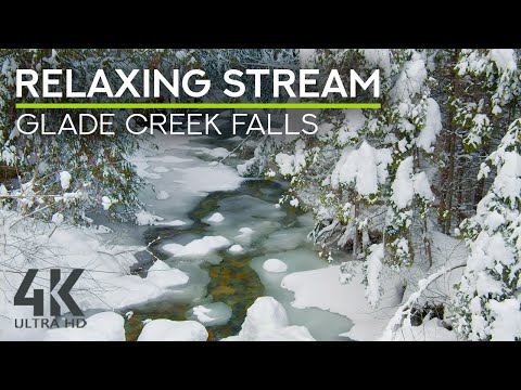 أجواء الشتاء نقيق الطيور وأصوات تدفق الغابات اللطيفة أصوات الطبيعة أجواء الشتاء نقيق الطيور وأصوات تدفق الغابات اللطيفة أصوات الطبيعة