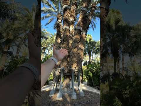 النخلة العجيبة في مدينة ألش الاسبانية