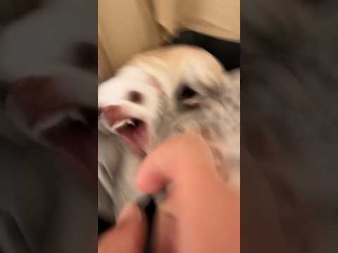 Doing A Kuchi Kuchi To My Chihuahua