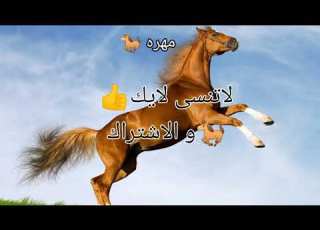كلام جميل عن الخيل مع صور