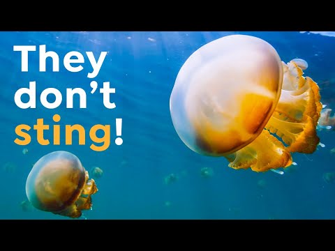 How Millions Of Stingless Jellyfish Ended Up In One Lake