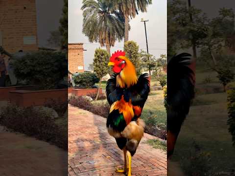 3D Cock Video Comedy Comedy Case Funny Fun