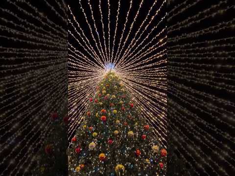 Чудо Рождества ялта чудо рождество ялтагородсчастья праздник Dashamusic Dashayalta ялтадаша