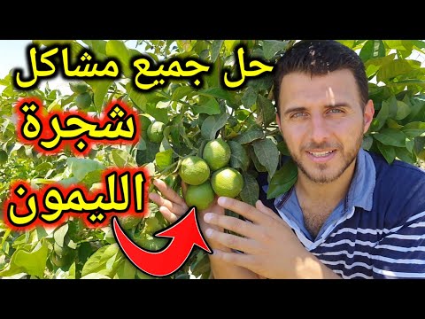 5 نصائح من ذهب عن شجرة الليمون اذا طبقتها ستتفاجئ بالنتائج