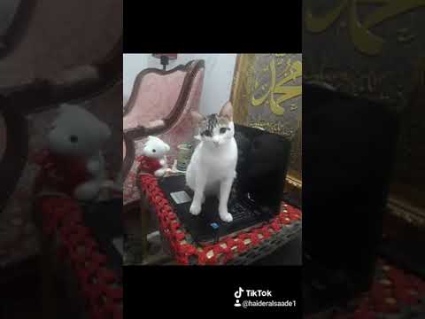 القطه فيروز التي توفت في حادثة سياره