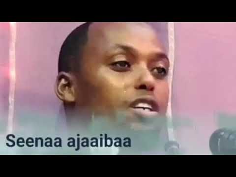 Shekh Jamaal Aliyyii Seena Ajaiba Tana Dhagefadha Dhuguma Jirtu Wanti Tuni