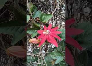 Red Passion Flower Sinha Reddy Vlog Gardening