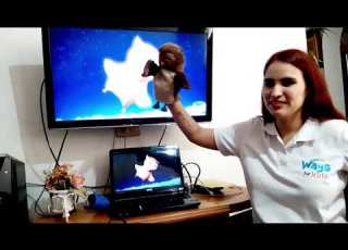  WAYS 34 6 BEGINNERS TWINKLE LITTLE STAR SUPER SIMPLE SONGS