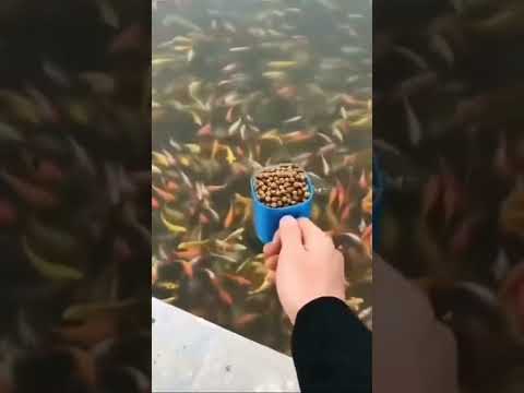 كيف اطعام السمك سبحان الله قصص