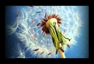 بهشت از دست آدم رفت محمد اصفهانى