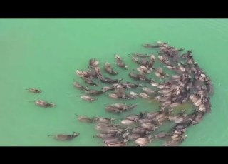 Hundreds Of Buffaloes Swim Across River To Graze In SW China