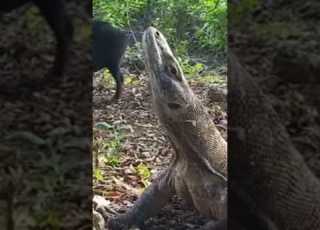  What Happen With This Komodo Animals Komodoisland Komodo Komodoisland Pulaukomodo Wildlife