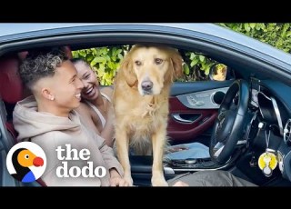  Extremely Needy Golden Retriever Meets Dad S New Girlfriend The Dodo Soulmates