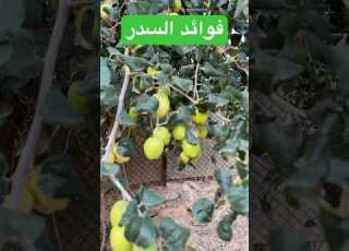  فوائد ثمر السدر النبق الكنار