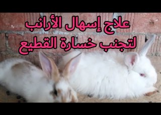 علاج الارانب من الإسهال علاج الإسهال عند الأرانب لتجنب خسارة القطيع