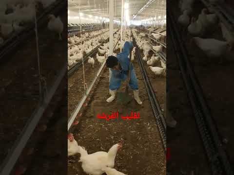 سفير الدواجن عمليه تقليب الفرشه فراخ بيض كتاكيت انتاج بياض تحصين دواجن مزارع طيور سفير الدواجن عمليه تقليب الفرشه فراخ بيض كتاكيت انتاج بياض تحصين دواجن مزارع طيور