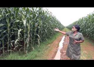 2020 21 Farming Season Loading An Exceptional Crop Of SC659 SC719 Established In Mash West Zim