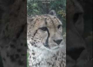 Cri Du Guépard