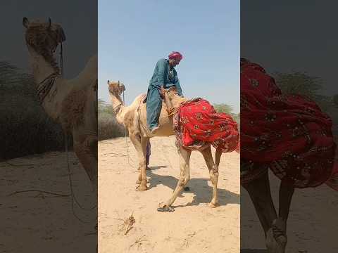 أمسكت المزارعة بقدمها بسرعة قبل أن تسقط