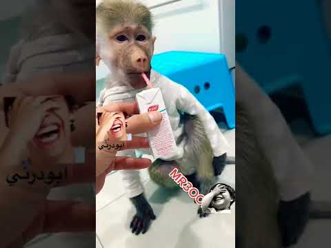 ترند القرود الجديد اعلان اللبن الأختيار3 ترند القرود الجديد اعلان اللبن الأختيار3