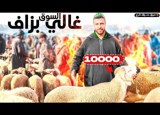 Directly From The Livestock Market In Had Oulad Faraj Prices Around 12 4 2026 Doukkala Region
