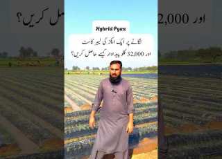 ہائبرڈ پیاز کاشتکاری 1 ایکڑ مزدوری لاگت اور 32 000 کلو پیاز کی پیداوار کسے حاصل کرین مکمل گائیڈ