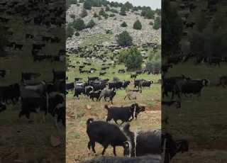 اشتركو بقناتي مربي الاغنام غنم جبل ماعز جبل مشاءالله تبارك الرحمن Animal