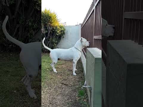Apache The Dogo Argentino Dogo Shorts Music Remix Reels Trending